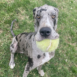 Meet your Posher, Miranda